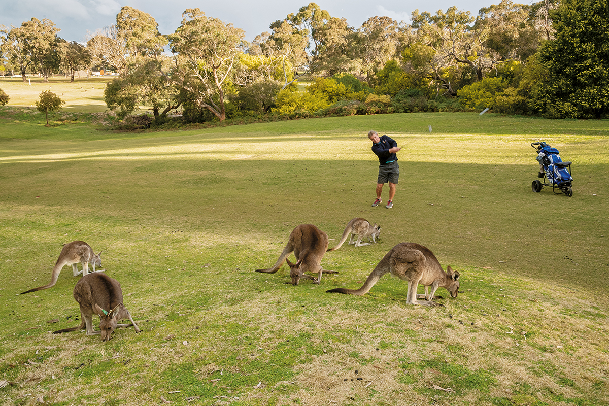 кенгуру, Аустралия