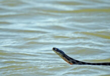 Шахмат арқалаған сужылан