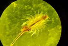 Динозаврлардың замандасы – артемия